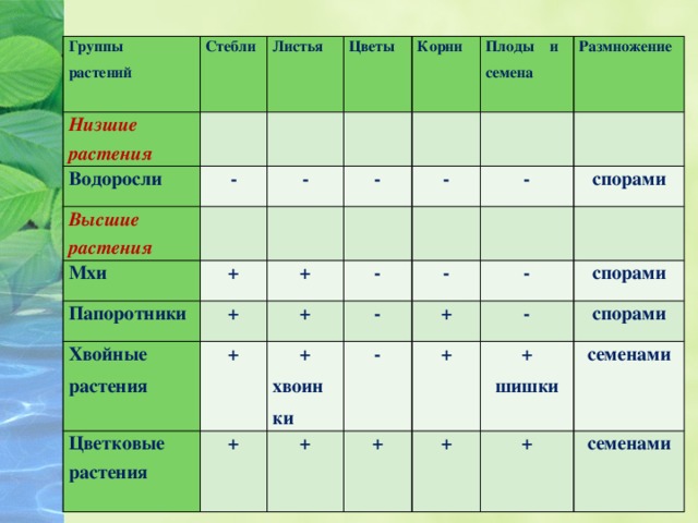 Строение отделов растений. Особенности строения водорослей Моховидные. Водоросли мхи папоротники таблица. Характеристика растений. Группы растений таблица.