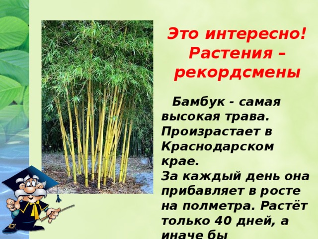 Это интересно! Растения – рекордсмены Бамбук - самая высокая трава. Произрастает в Краснодарском крае. За каждый день она прибавляет в росте на полметра. Растёт только 40 дней, а иначе бы дотянулась до облаков.