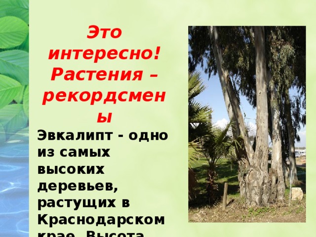 Это интересно! Растения – рекордсмены Эвкалипт - одно из самых высоких деревьев, растущих в Краснодарском крае. Высота дерева достигает 100 метров.