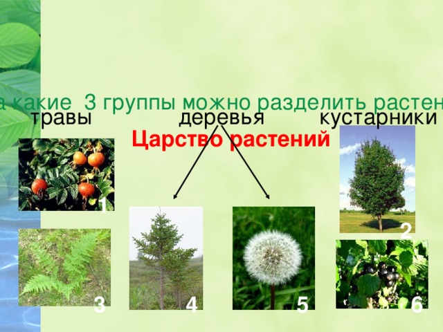 На какие 3 группы можно разделить растения? кустарники травы деревья Царство растений 1 2 3 4 5 6