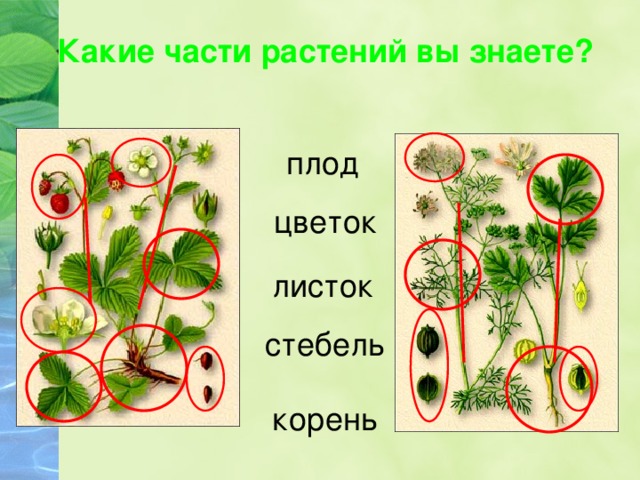 Какие части растений вы знаете? плод цветок листок стебель корень