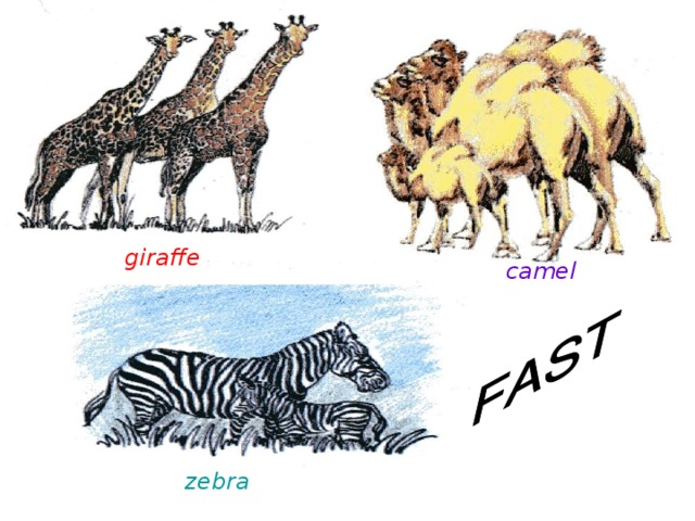 giraffe camel zebra