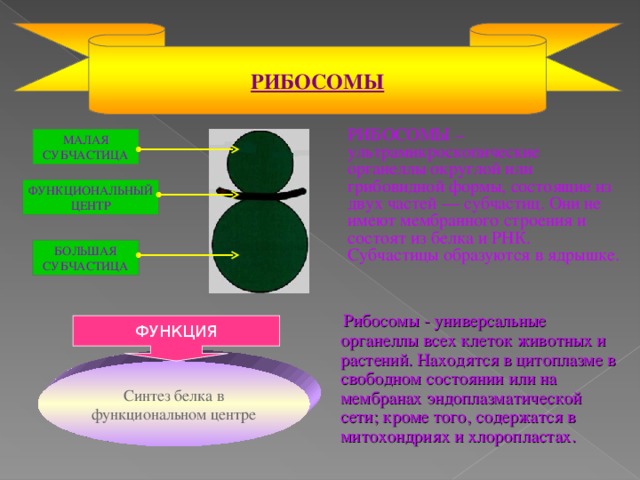 РИБОСОМЫ  РИБОСОМЫ – ультрамикроскопические органеллы округлой или грибовидной формы, состоящие из двух частей — субчастиц. Они не имеют мембранного строения и состоят из белка и РНК. Субчастицы образуются в ядрышке. МАЛАЯ СУБЧАСТИЦА ФУНКЦИОНАЛЬНЫЙ ЦЕНТР БОЛЬШАЯ СУБЧАСТИЦА  Рибосомы - универсальные органеллы всех клеток животных и растений. Находятся в цитоплазме в свободном состоянии или на мембранах эндоплазматической сети; кроме того, содержатся в митохондриях и хлоропластах. ФУНКЦИЯ Синтез белка в функциональном центре