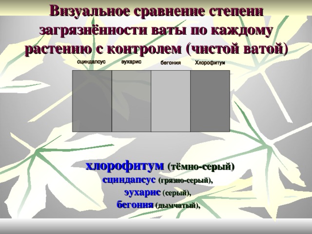 Визуальное сравнение степени загрязнённости ваты по каждому растению с контролем (чистой ватой)    хлорофитум  (тёмно-серый) сциндапсус (грязно-серый), эухарис  (серый),  бегония  (дымчатый),