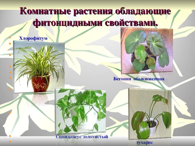 Ядовитые комнатные растения фото и названия для человека на подоконнике