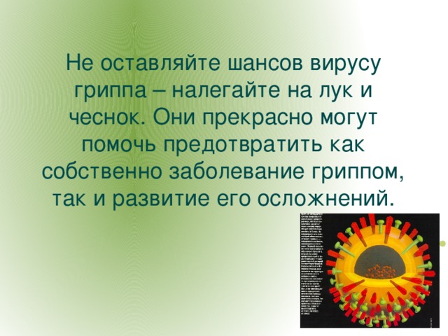 Не оставляйте шансов вирусу гриппа – налегайте на лук и чеснок. Они прекрасно могут помочь предотвратить как собственно заболевание гриппом, так и развитие его осложнений.