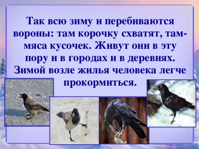 Так всю зиму и перебиваются вороны: там корочку схватят, там- мяса кусочек. Живут они в эту пору и в городах и в деревнях. Зимой возле жилья человека легче прокормиться.