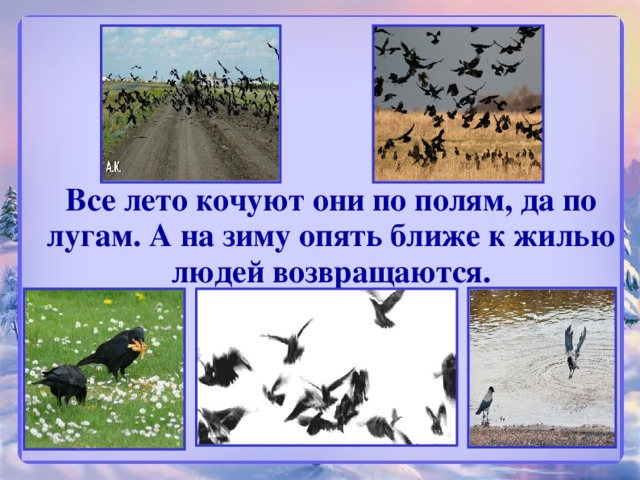 Все лето кочуют они по полям, да по лугам. А на зиму опять ближе к жилью людей возвращаются.