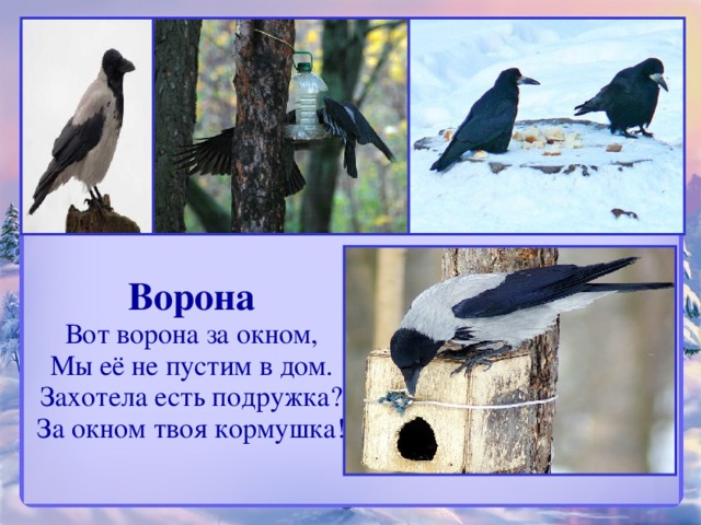 Ворона Вот ворона за окном, Мы её не пустим в дом. Захотела есть подружка? За окном твоя кормушка!