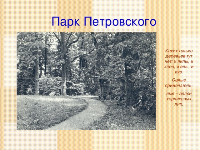 Парк Петровского Каких только деревьев тут нет: и липы, и клен, и ель , и вяз. Самые примечатель- ные – аллеи карликовых лип.