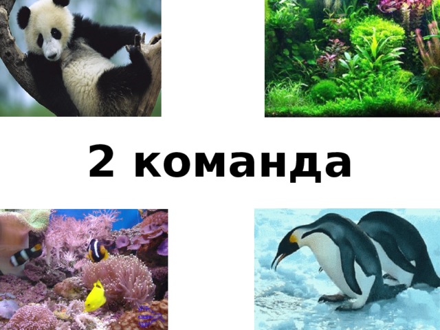 2 команда