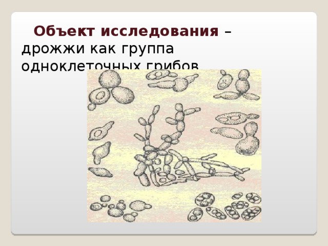 Объект исследования – дрожжи как группа одноклеточных грибов.