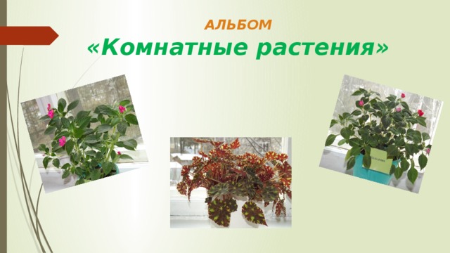 АЛЬБОМ  «Комнатные растения»