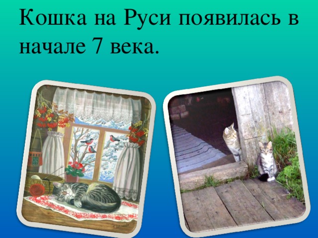 Кошка на Руси появилась в начале 7 века.