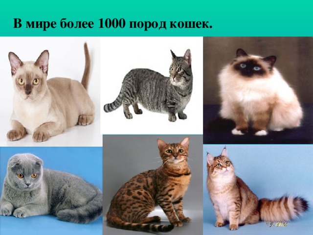В мире более 1000 пород кошек.
