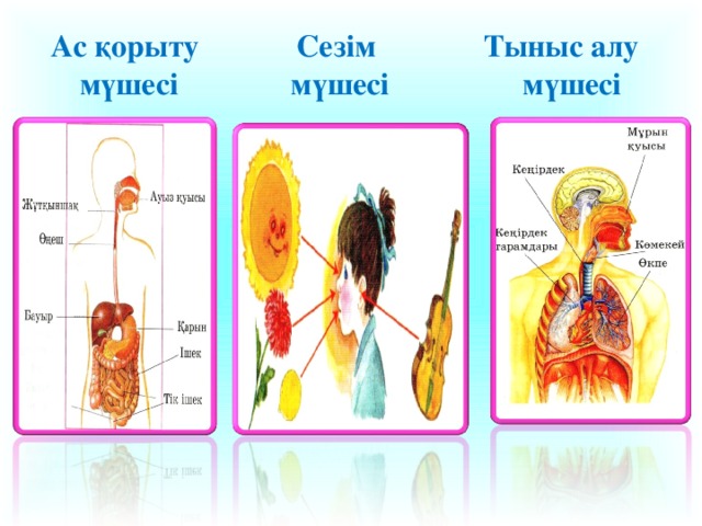 Ас қорыту мүшесі  Тыныс алу  мүшесі Сезім мүшесі