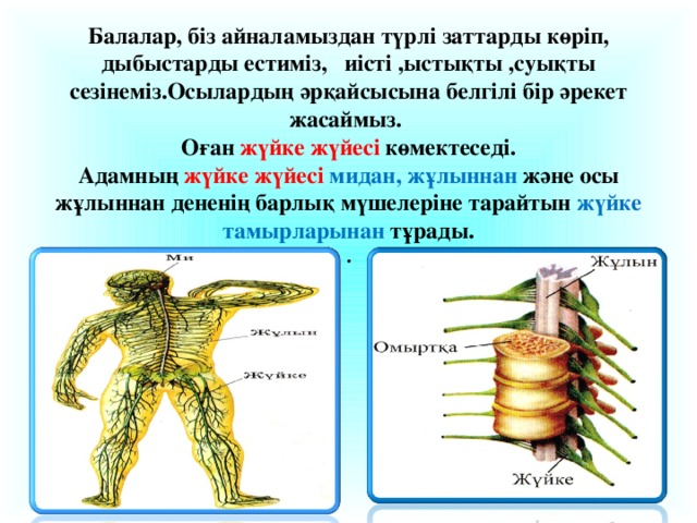 Балалар, біз айналамыздан түрлі заттарды көріп, дыбыстарды естиміз, иісті ,ыстықты ,суықты сезінеміз.Осылардың әрқайсысына белгілі бір әрекет жасаймыз. Оған жүйке жүйесі көмектеседі. Адамның жүйке жүйесі мидан, жұлыннан және осы жұлыннан дененің барлық мүшелеріне тарайтын жүйке тамырларынан тұрады. .