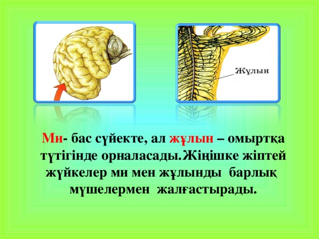 Ми - бас сүйекте, ал жұлын – омыртқа түтігінде орналасады.Жіңішке жіптей жүйкелер ми мен жұлынды барлық мүшелермен жалғастырады.