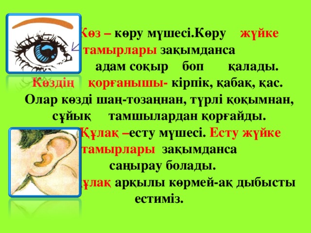 Көз – көру мүшесі.Көру жүйке тамырлары зақымданса  адам соқыр боп қалады. Көздің қорғанышы- кірпік, қабақ, қас. Олар көзді шаң-тозаңнан, түрлі қоқымнан, сұйық тамшылардан қорғайды.  Құлақ – есту мүшесі. Есту жүйке тамырлары зақымданса  саңырау болады.  Ал құлақ арқылы көрмей-ақ дыбысты естиміз.