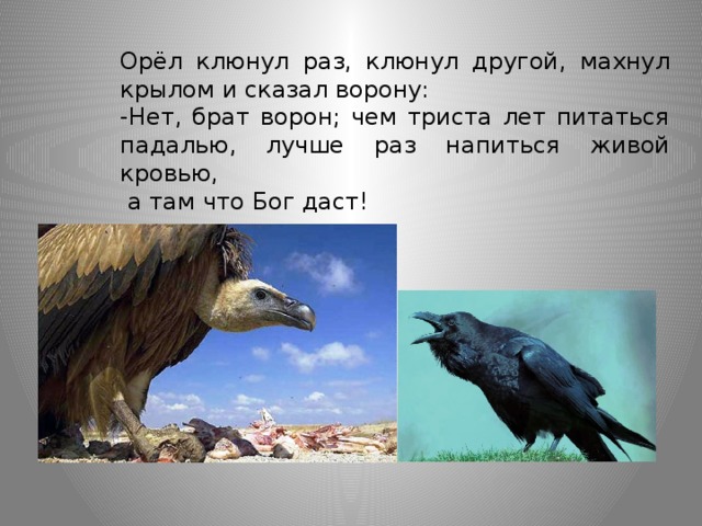 Орёл клюнул раз, клюнул другой, махнул крылом и сказал ворону: -Нет, брат ворон; чем триста лет питаться падалью, лучше раз напиться живой кровью,  а там что Бог даст!