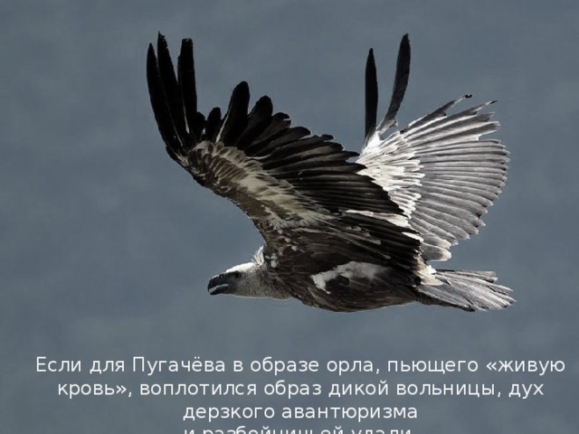 Если для Пугачёва в образе орла, пьющего «живую кровь», воплотился образ дикой вольницы, дух дерзкого авантюризма  и разбойничьей удали,
