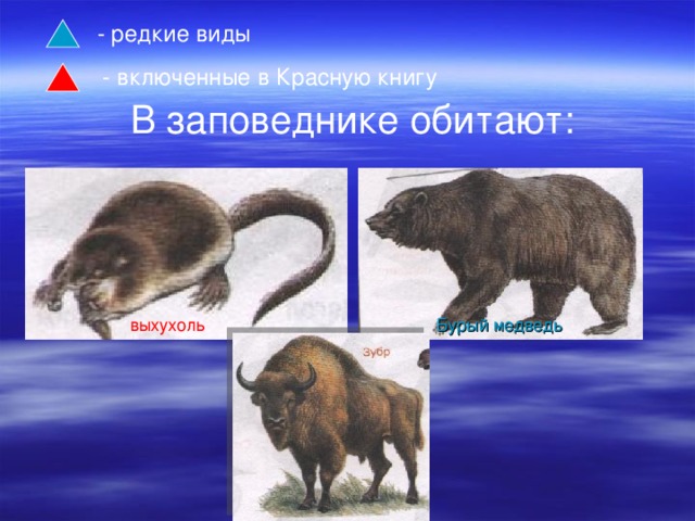 -  редкие виды - включенные в Красную книгу В заповеднике обитают: выхухоль Бурый медведь