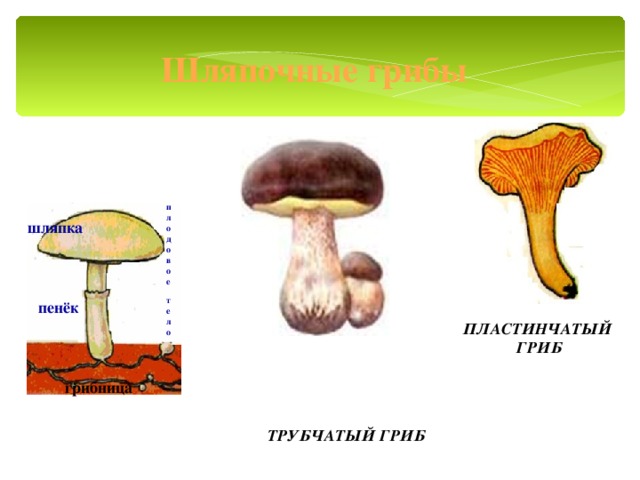 Рисунок пластинчатых грибов