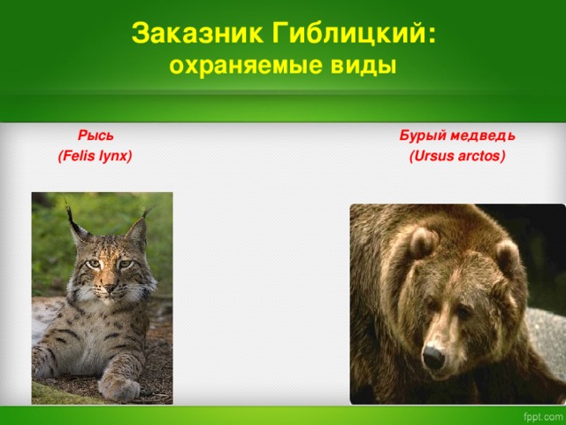 Заказник  Гиблицкий:  охраняемые виды   Рысь  Бурый медведь   (Felis lynx) ( Ursus arctos)