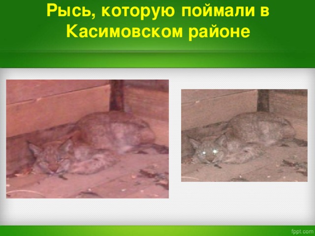 Рысь , которую поймали в Касимовском районе