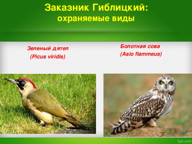 Заказник Гиблицкий:  охраняемые виды   Зеленый дятел    ( Picus viridis)    Болотная сова   ( Asio flammeus)