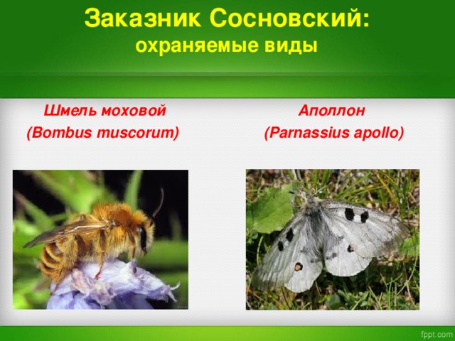 Заказник Сосновский:  охраняемые виды  Шмель моховой  Аполлон  ( Bombus muscorum)   ( Parnassius apollo)