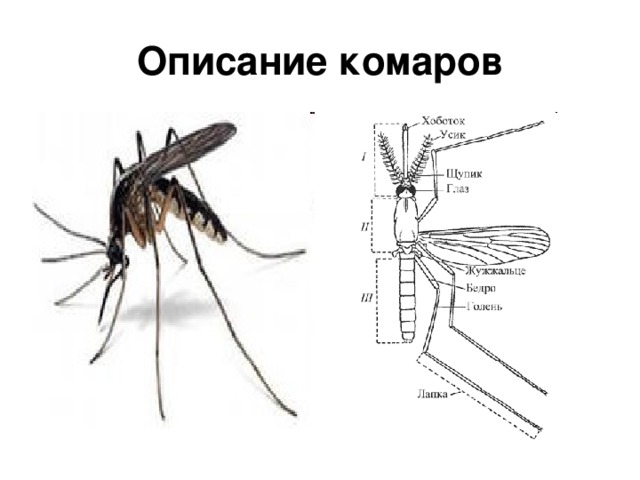 Описание комаров