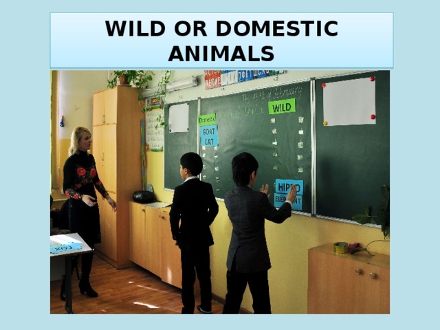 WILD OR DOMESTIC ANIMALS