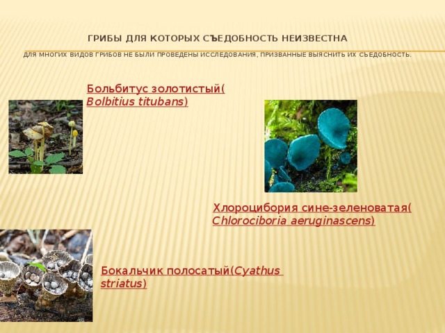 Грибы для которых съедобность неизвестна   Для многих видов грибов не были проведены исследования, призванные выяснить их съедобность.      Больбитус золотистый  ( Bolbitius  titubans ) Хлороцибория сине-зеленоватая  ( Chlorociboria  aeruginascens ) Бокальчик полосатый  ( Cyathus  striatus )