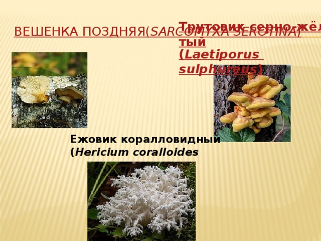 Вешенка поздняя  ( Sarcomyxa  serotina ) Ежовик коралловидный ( Hericium coralloides