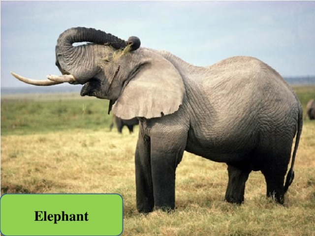 Elephant