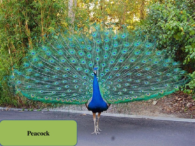 Peacock