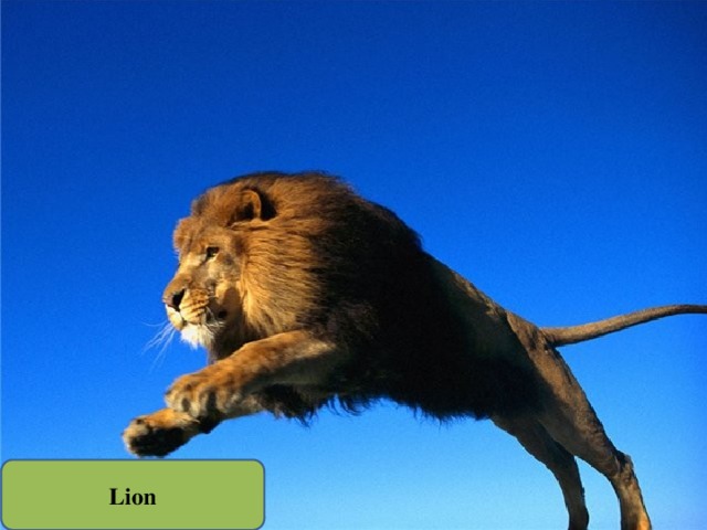 Lion