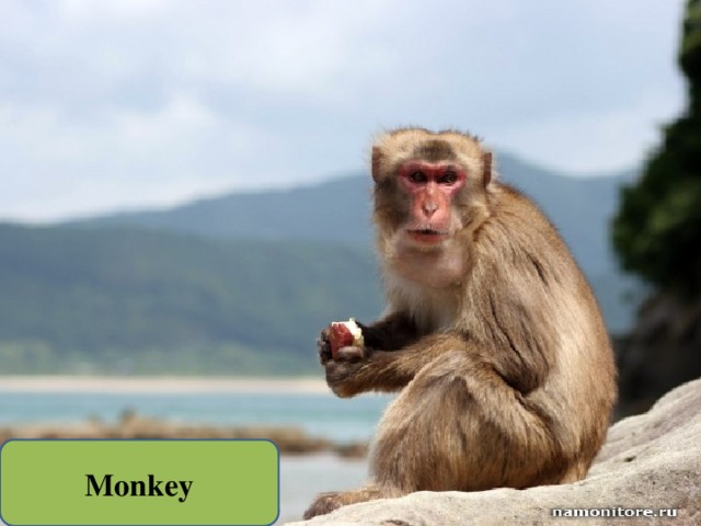 Monkey