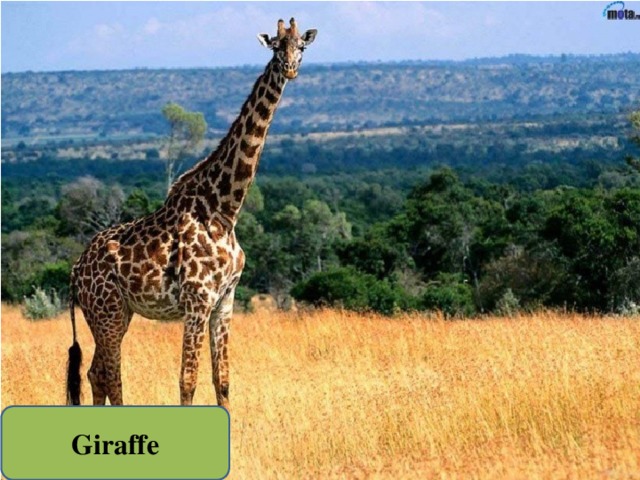 Giraffe