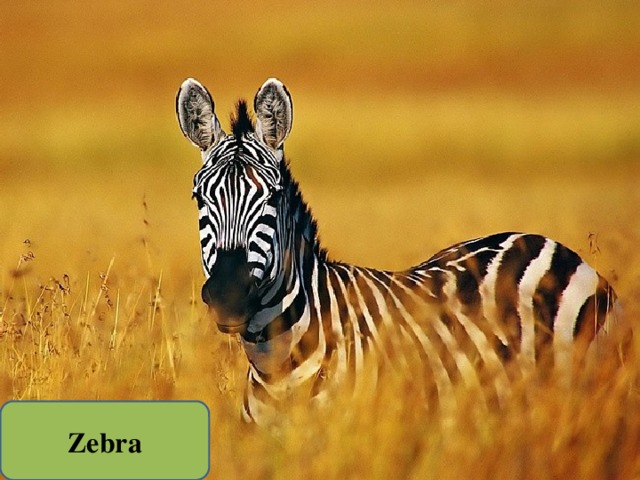 Zebra