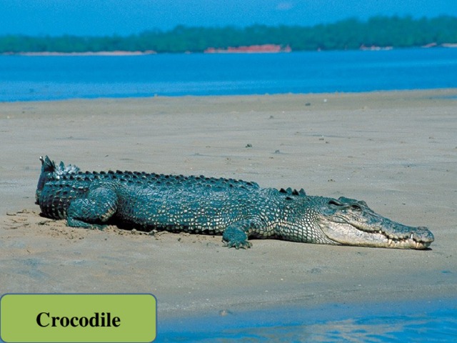 Crocodile