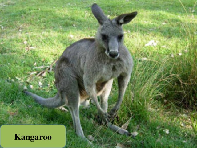 Kangaroo