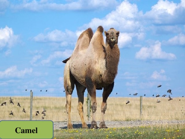 Camel