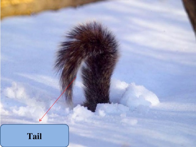 Tail