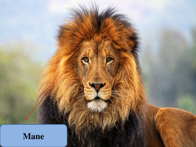 Mane