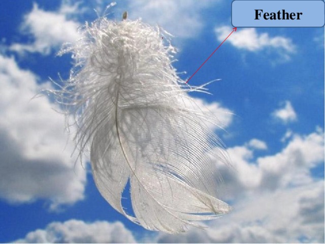 Feather