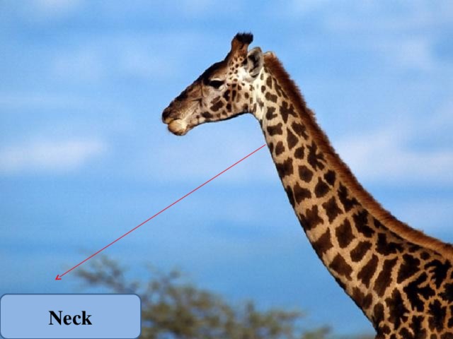 Neck