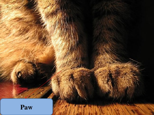 Paw