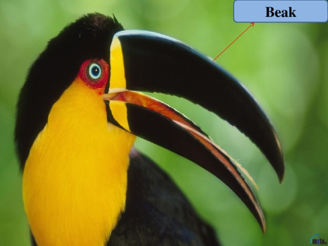 Beak